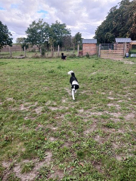 Violaine - Pension et éducation canine - photo 3