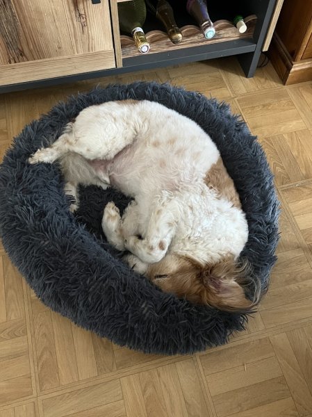 En harmonie avec mon chien - Comportementaliste canin