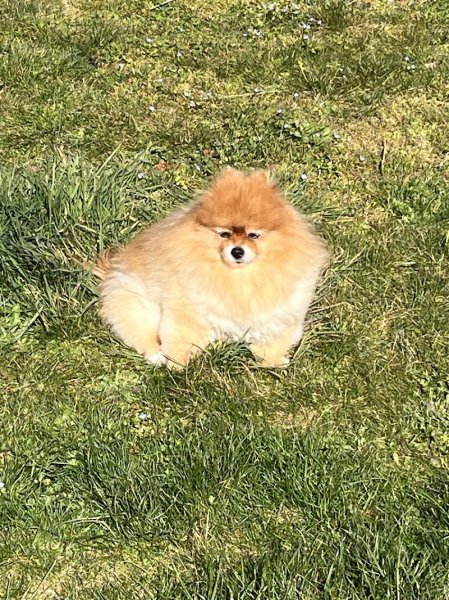 En harmonie avec mon chien - Comportementaliste canin - photo 3