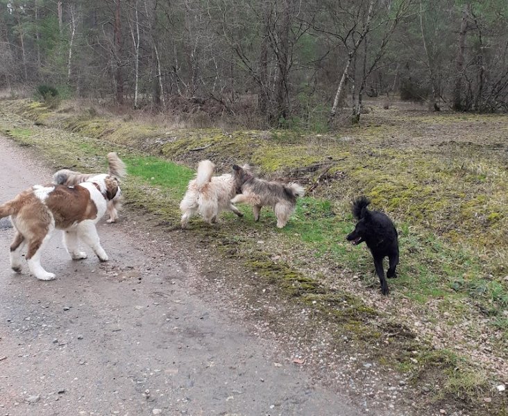 Les amis du chien de garde - photo 2