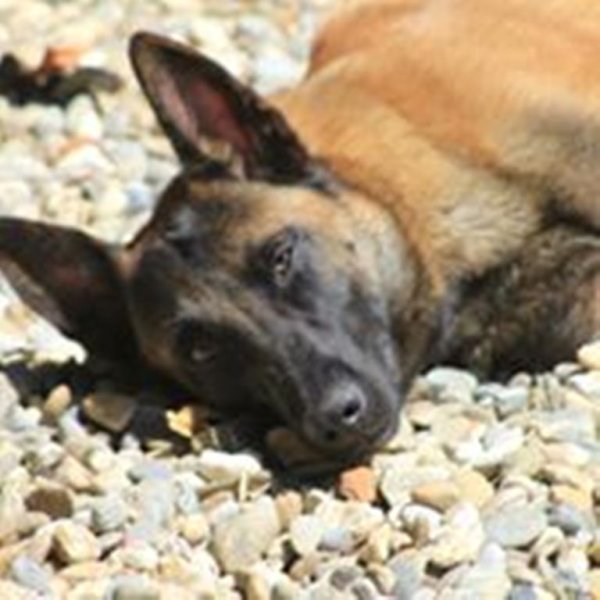 Pension Canine - photo 1