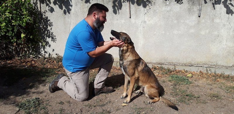 PSYCHO CYNO (Comportementaliste et éducateur canin) - photo 2