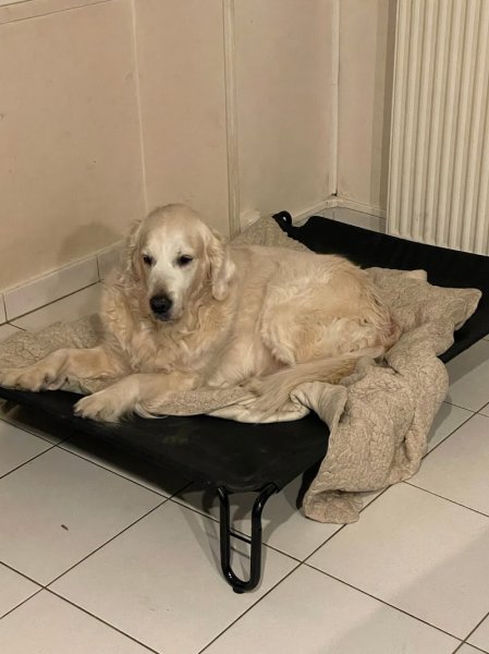 Zig Éduc Éducatrice comportementaliste canin - photo 2