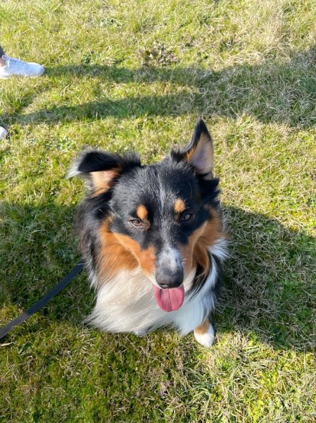 Zig Éduc Éducatrice comportementaliste canin - photo 3