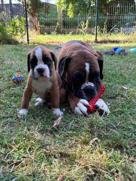 Pension Canine Animo-Services - photo 3