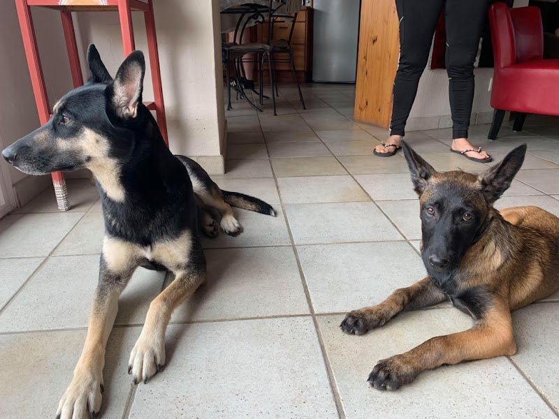 Éducateur canin - photo 2