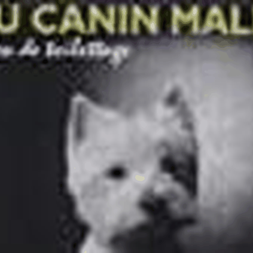 Au Canin Malin - photo 2