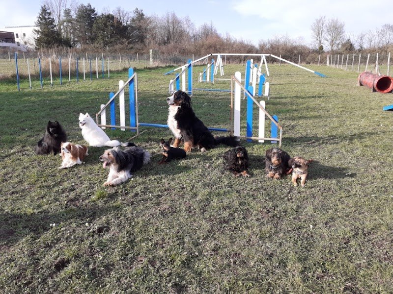 club canin Langeais - photo 1