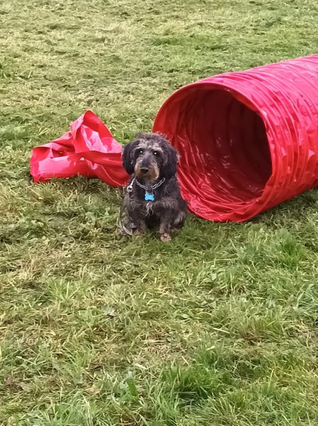 club canin Langeais - photo 2