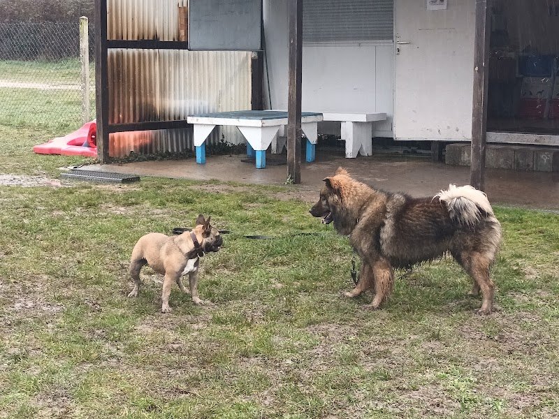 club canin Langeais - photo 3