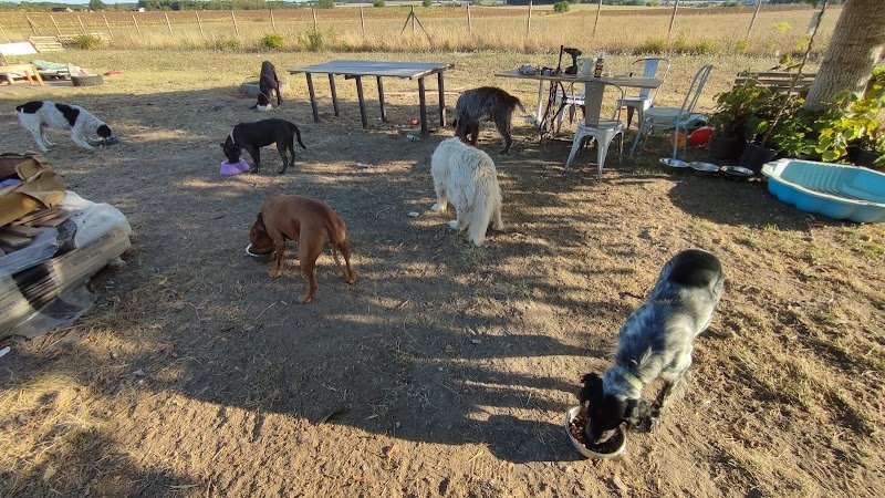 Pupuce Family - Pension canine - photo 2