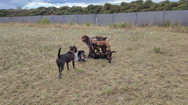 Pupuce Family - Pension canine - photo 3