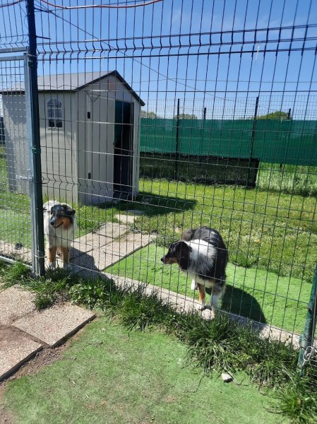 Dogs and Cats Lodges - Pension canine et féline / Comportementaliste animalier - photo 2