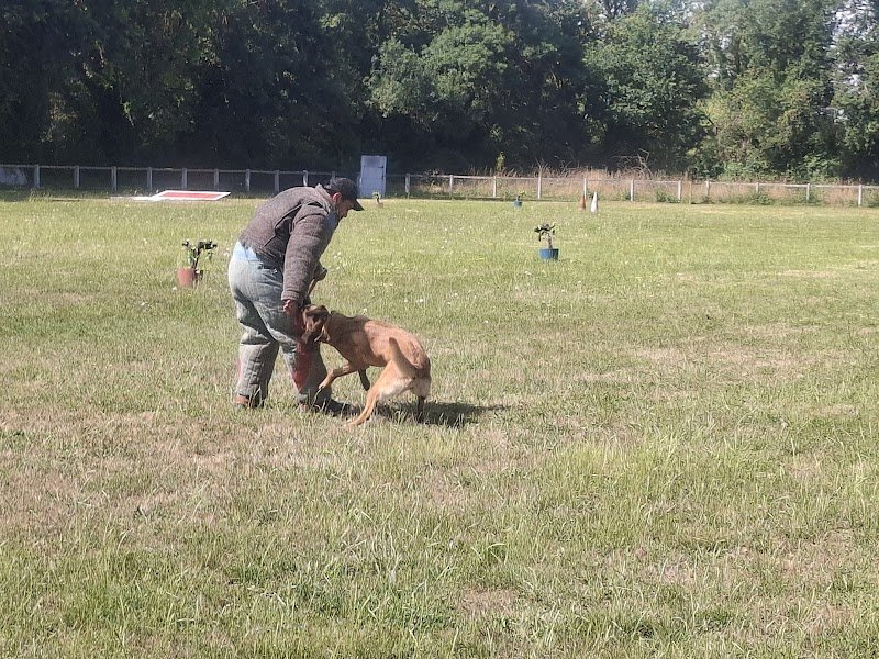 Club Saumurois d'Education Canine ( CSEC )