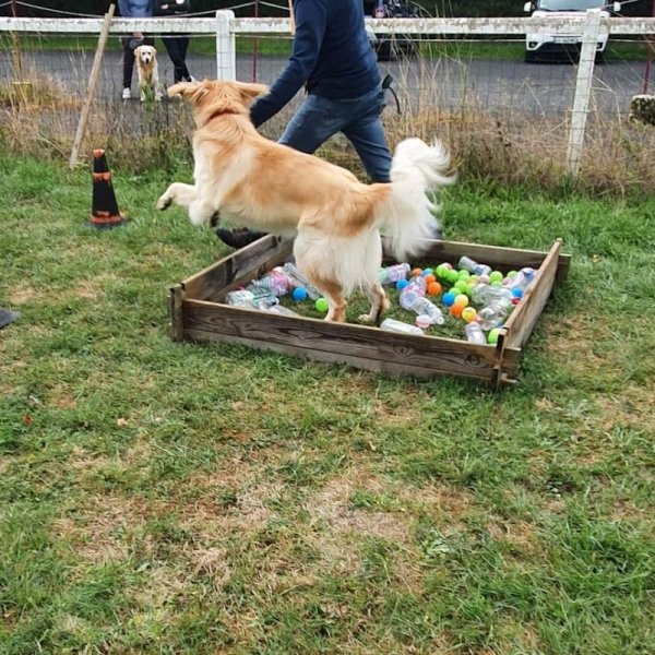 Club Saumurois d'Education Canine ( CSEC ) - photo 3