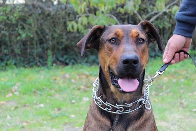 Dog Education Saumur - photo 1