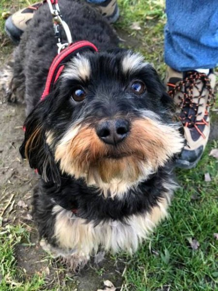 Dog Education Saumur - photo 2