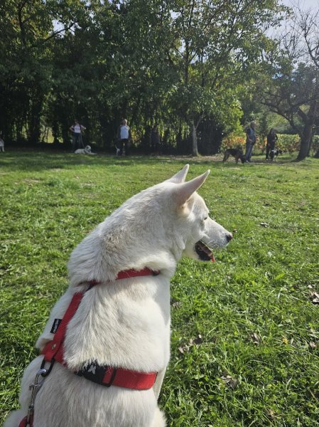 Dog Education Saumur - photo 3