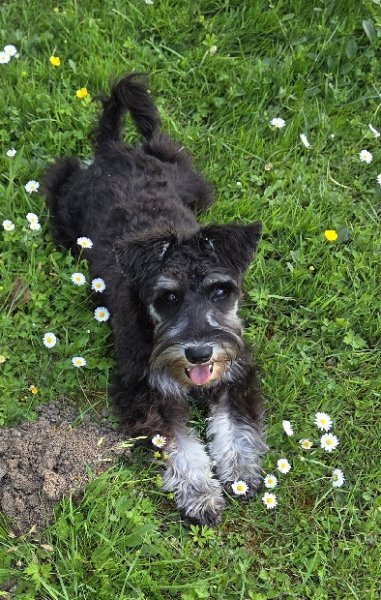 MG Styl’Dog - photo 1