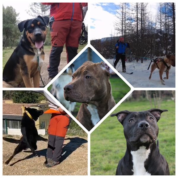 Les Mauvais Élèves - Éducateur Canin - photo 1