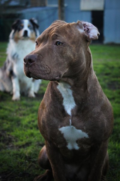 Les Mauvais Élèves - Éducateur Canin - photo 2