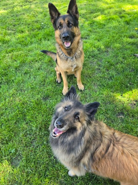 Pension Canine familiale A l'Orée de la forêt - photo 1