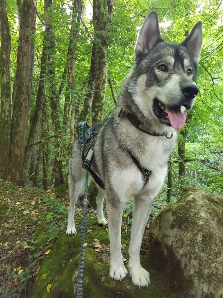 Pension Canine familiale A l'Orée de la forêt - photo 2