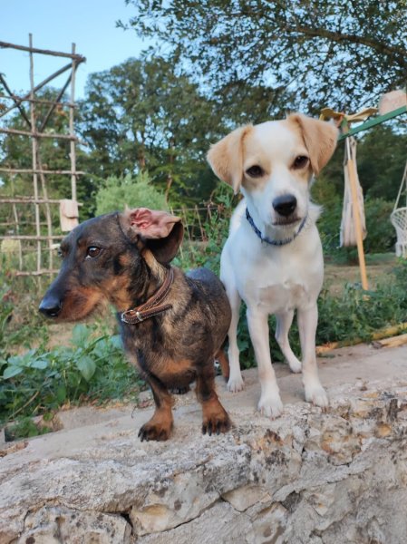 Pension Canine familiale A l'Orée de la forêt - photo 3