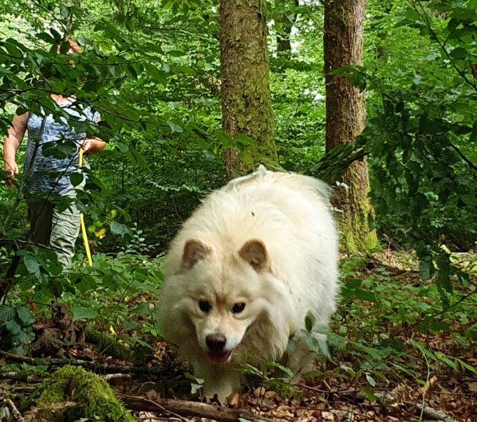 Céline Corredoira Comportementaliste, Ethologue, éducatrice canin