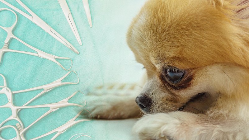 Cani'Chic - Toiletteur Canin Tours