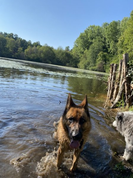 Un K'ractère de Chien - photo 1