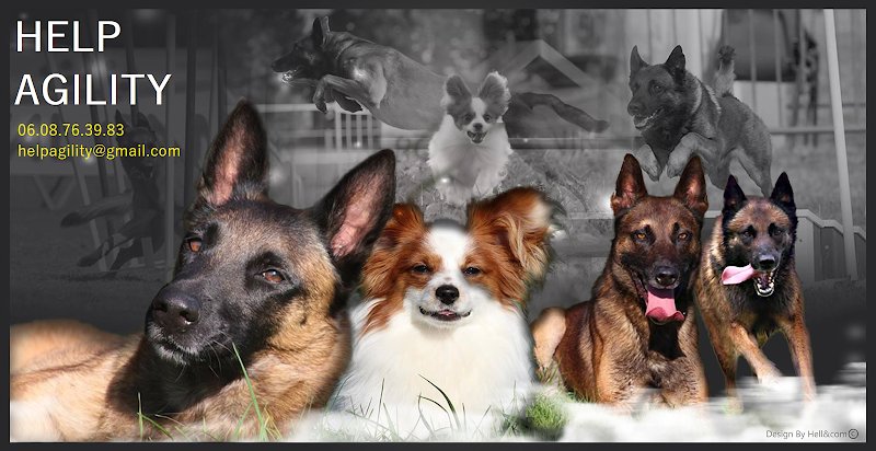 HELP AGILITY - photo 1