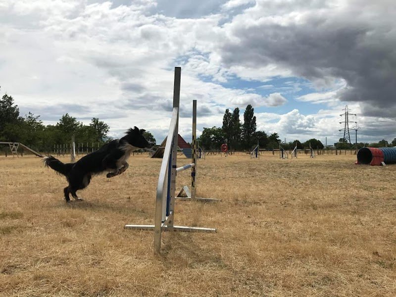 HELP AGILITY - photo 2