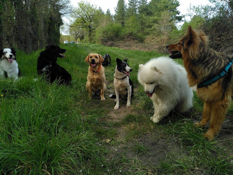 Entente Canine - photo 2