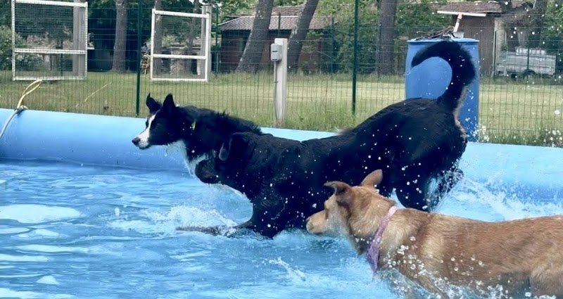 ABCD du chien - photo 2