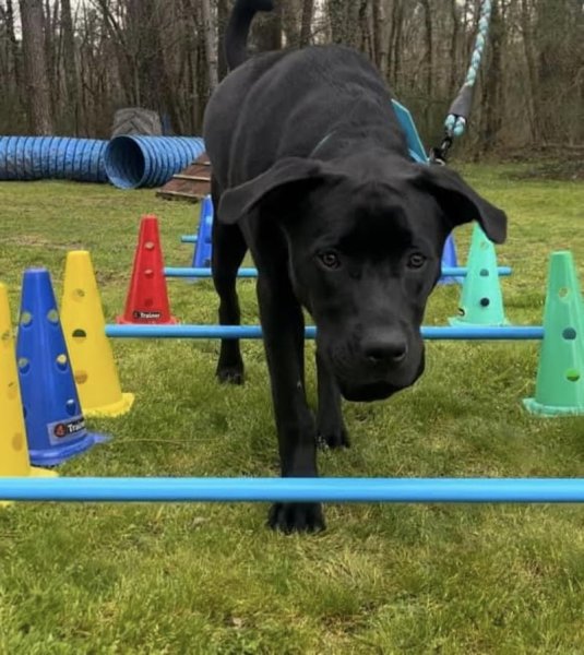 ABCD du chien - photo 3