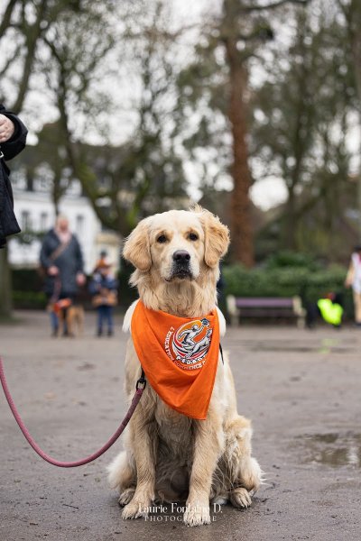 Pedadog By Gaetan Educateur Canin Pas de Calais - photo 2