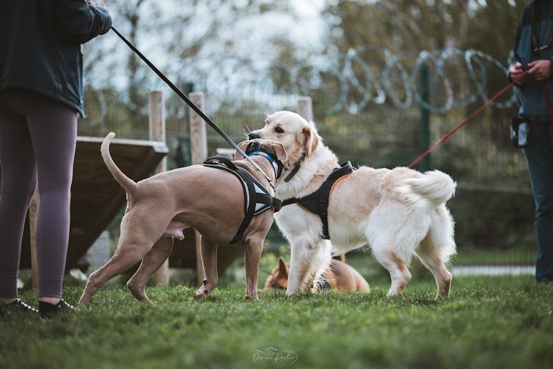 Pedadog By Gaetan Educateur Canin Pas de Calais - photo 3
