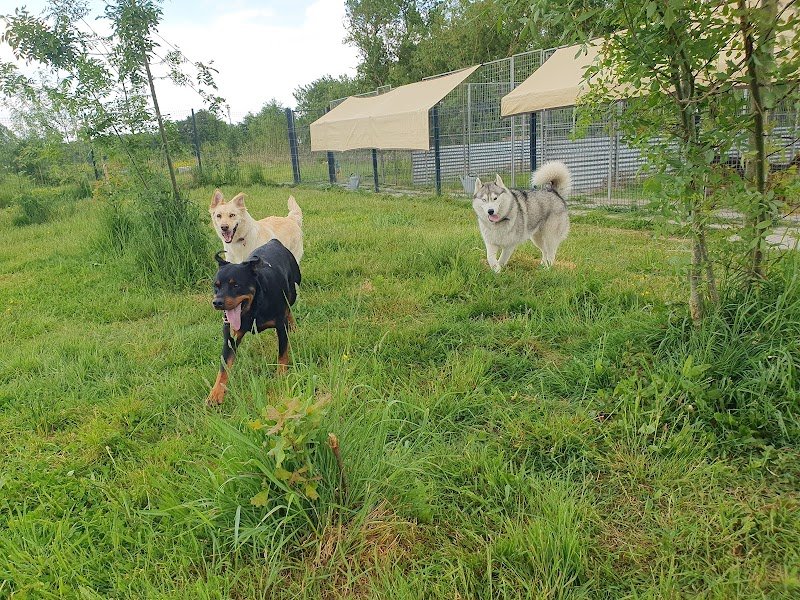 Phoenix Garden (Pension canine) UNIQUEMENT SUR RDV - photo 1