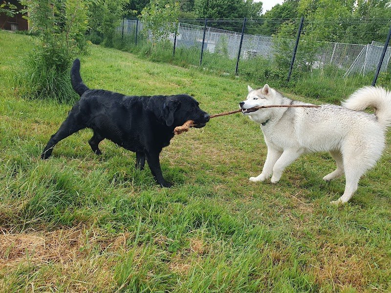 Phoenix Garden (Pension canine) UNIQUEMENT SUR RDV - photo 2