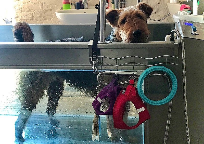 Soleil Vert- hydro canine et ostéopathie