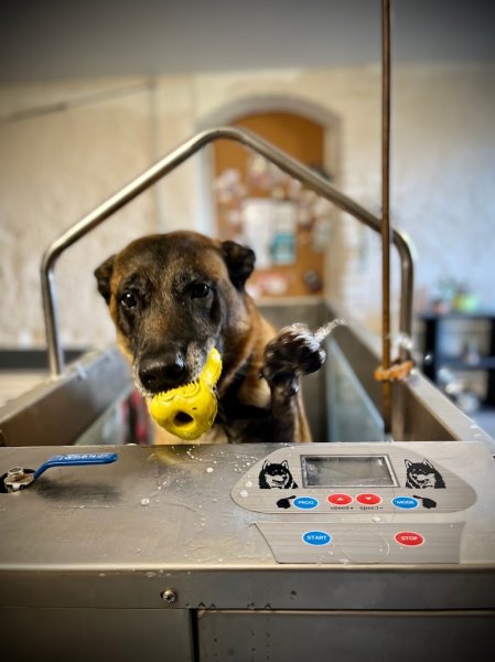 Soleil Vert- hydro canine et ostéopathie - photo 2
