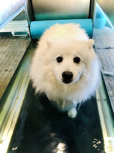 Soleil Vert- hydro canine et ostéopathie - photo 3