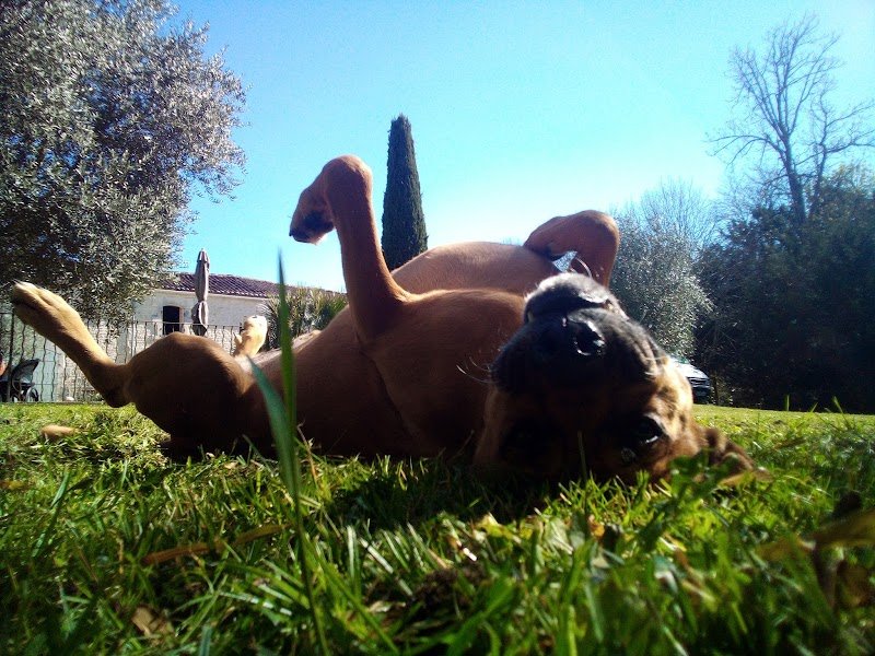 Entre Chiens et Lou - Communication Animale Intuitive 86 - photo 3