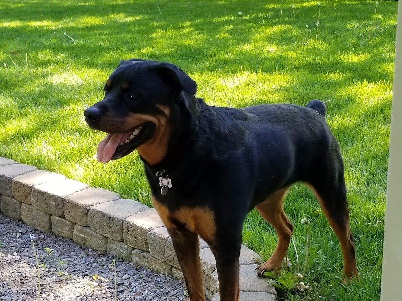 Centre Educatif Canin - photo 3