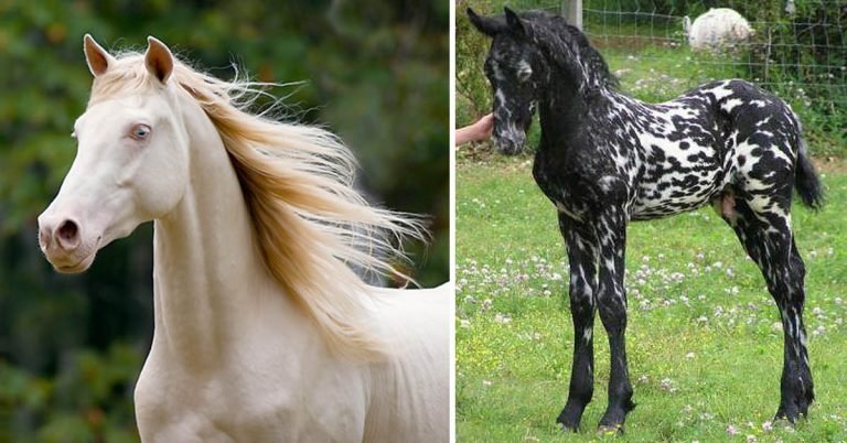 Adoption Chiens Ages Jenaya