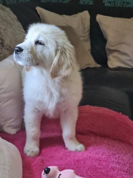 La Foret des Pyramides chien de france
