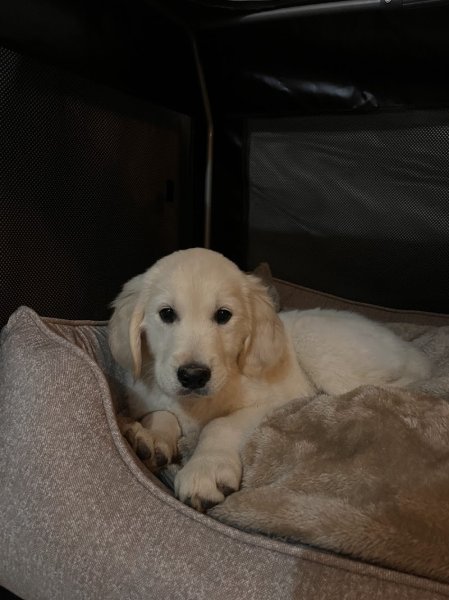 La Foret des Pyramides chien de france - photo 2