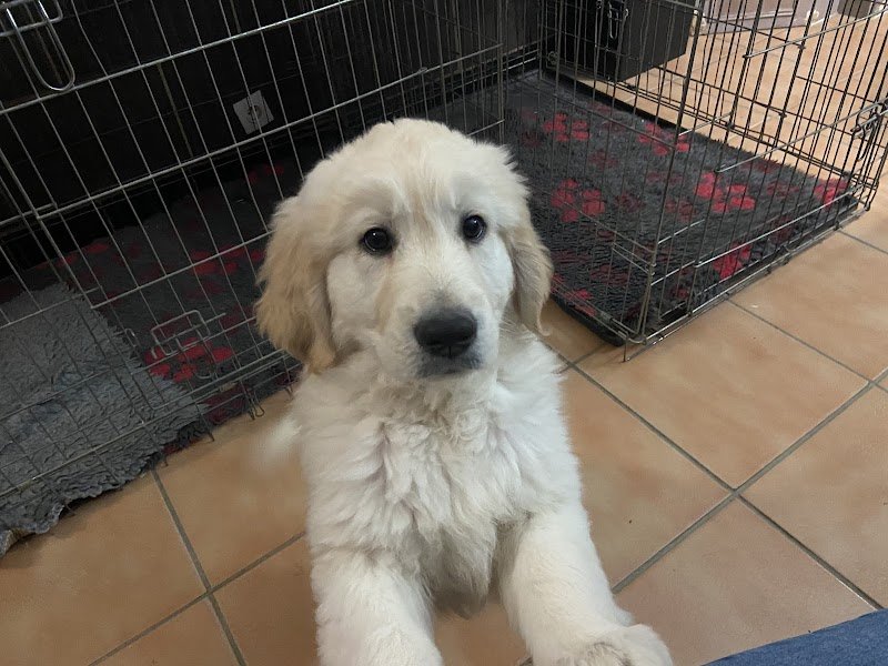 La Foret des Pyramides chien de france - photo 3