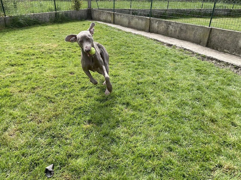 La Georgettière - Pension canine et féline - photo 2